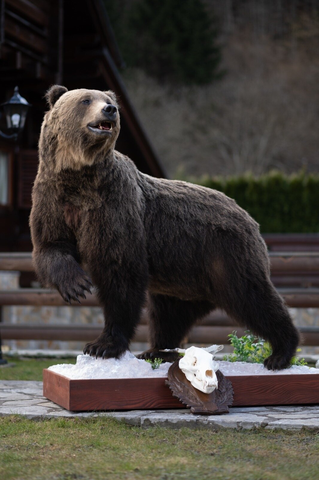 Braunbär in Kroatien
