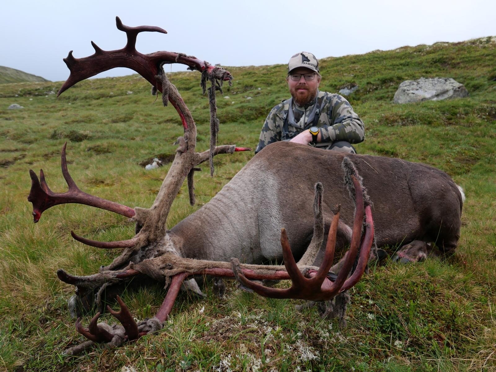Wildrentier in Norwegen