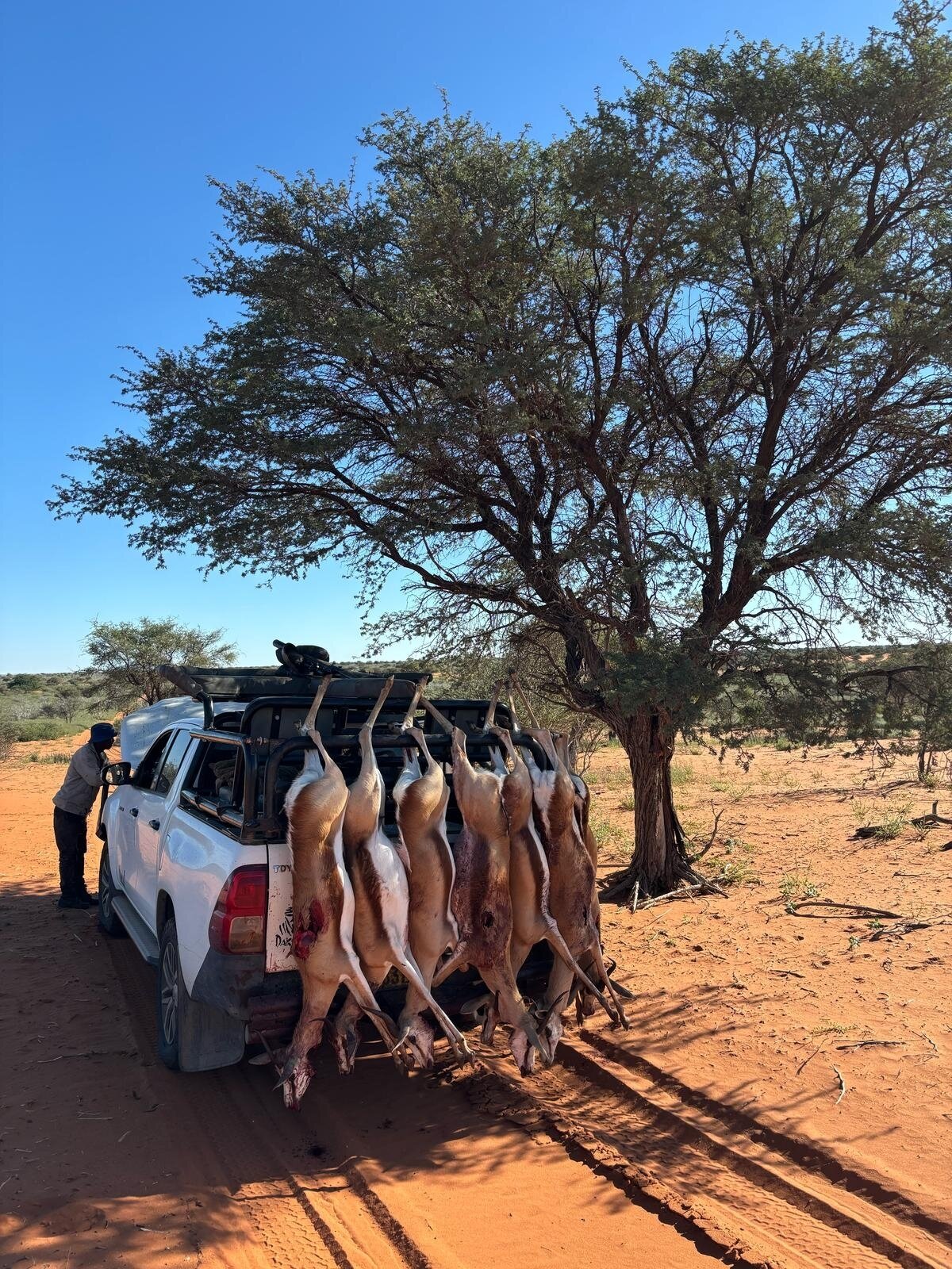 Reduktionsjagd in Namibia