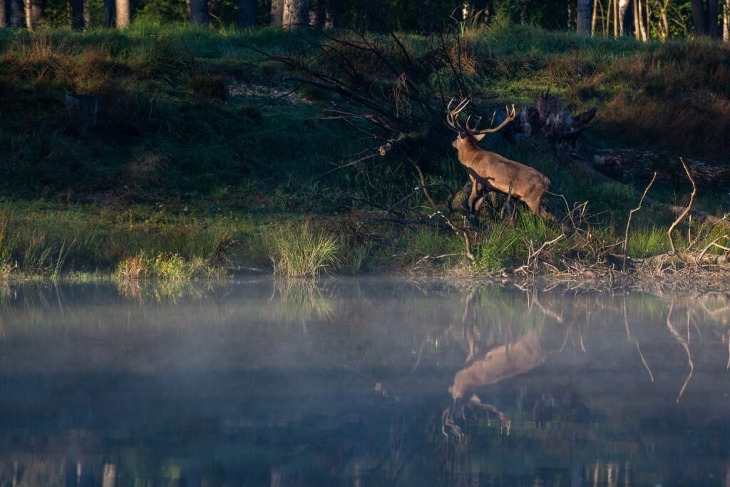 Rothirsch in Österreich